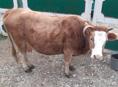 ПРОДАЕТСЯ КОРОВА