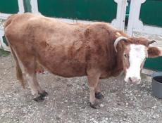 ПРОДАЕТСЯ КОРОВА