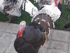 Продам индюков