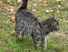 Отдам в добрые руки 