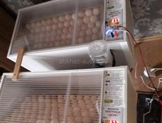 Продам инкубатор Матрица Дели