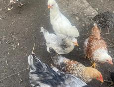 Куры, цыплята, петухи индюшки 