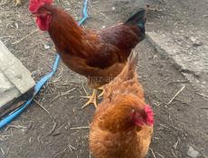 Куры, цыплята, петухи индюшки 