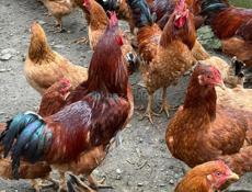 Петухи домашние на продажу