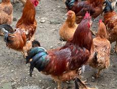 Петухи домашние на продажу