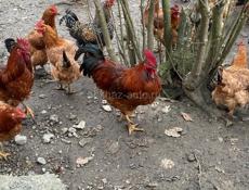 Петухи домашние на продажу