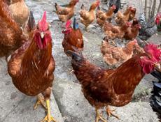 Петухи домашние на продажу