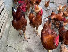 Петухи домашние на продажу