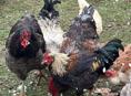 Продаются петухи  по 2800