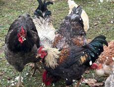 Продаются петухи  по 2800