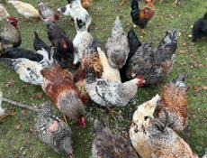 Продаются петухи  по 2800