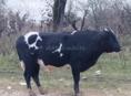 Продаётся Бык 170 кг 