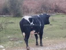 Продаётся Бык 170 кг 