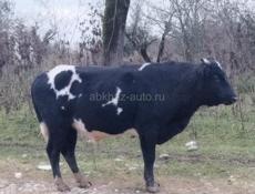 Продаётся Бык 170 кг 