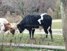 Продаётся Бык 170 кг 