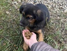 Собачка в добрые руки