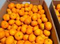 Продаю мандарины около 600 кг все вместе 60 р 