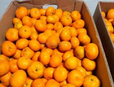 Продаю мандарины около 600 кг все вместе 60 р 