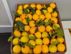 Куплю лимон и апельсин с листьями 
