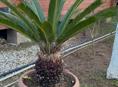 Продам пальму 