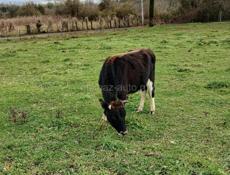 продаю корову