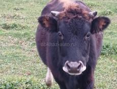 продаю корову