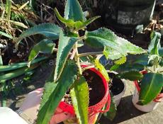 Продаю цветы