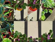 Продаю цветы