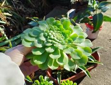 Продаю цветы