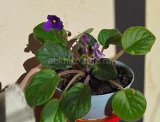 Продаю цветы