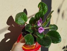 Продаю цветы