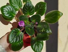 Продаю цветы