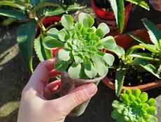 Продаю цветы