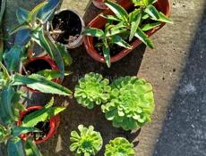 Продаю цветы