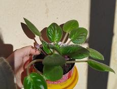 Продаю цветы