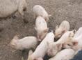 Продаются поросята 