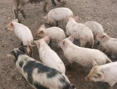 Продаются поросята 