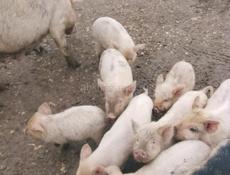 Продаются поросята 