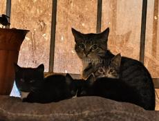 Котята ищут хозяев