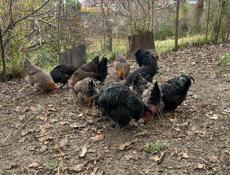 Продаются куры 