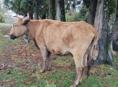 Продаётся корова 