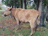 Продаётся корова 