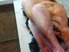 Индюки очищенные