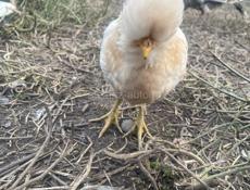 Куры, индюшки, цыплята петухи