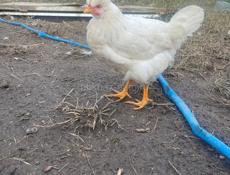 Куры, индюшки, цыплята петухи