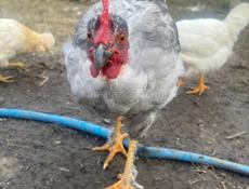 Куры, индюшки, цыплята петухи