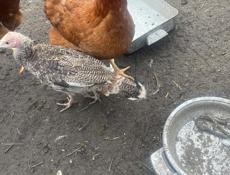 Куры, индюшки, цыплята петухи