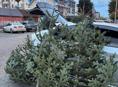 Елки красивые пышные 