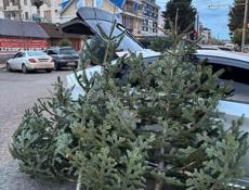 Елки красивые пышные 