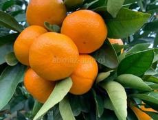 Уютные номера круглый год  по улице Ардзинба вся шаговая доступность рядом 